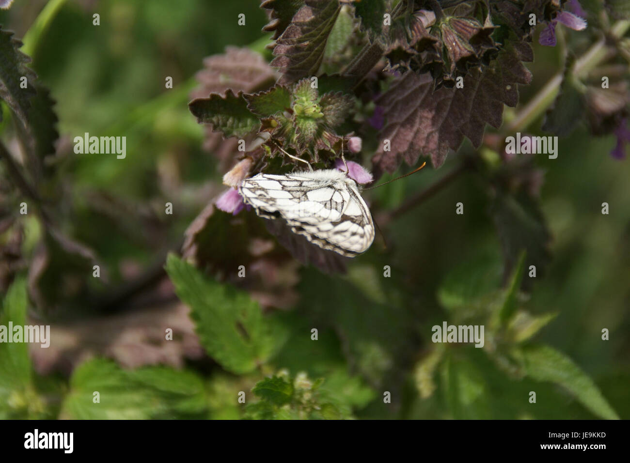 2014.06.22.120348 Melanargia galathea Osthofen Stock Photo