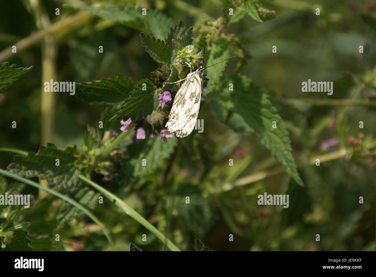 2014.06.22.120353 Melanargia galathea Osthofen Stock Photo