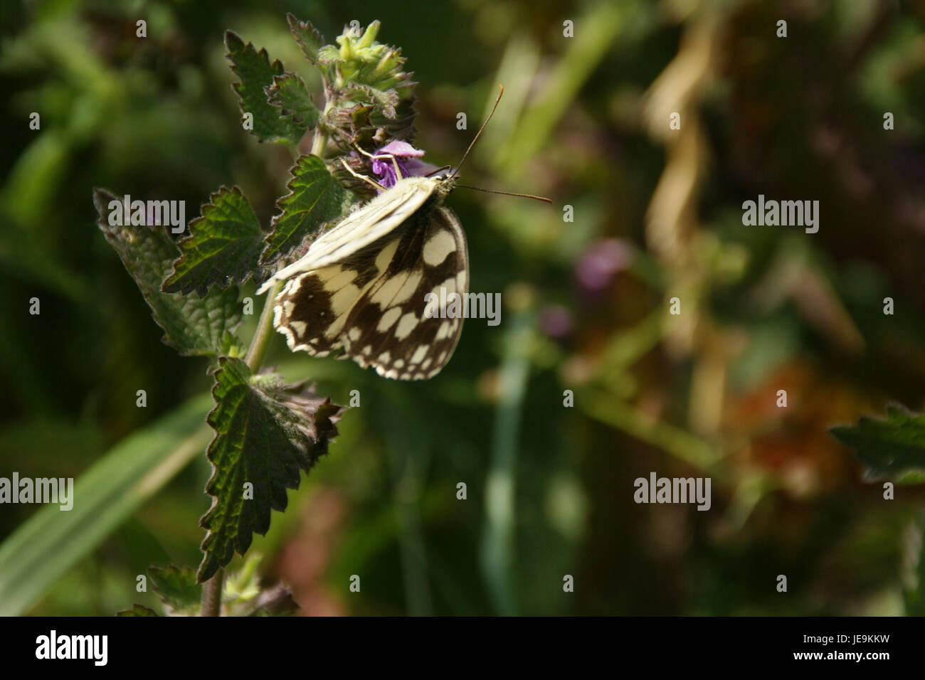 2014.06.22.120510 Melanargia galathea Osthofen Stock Photo