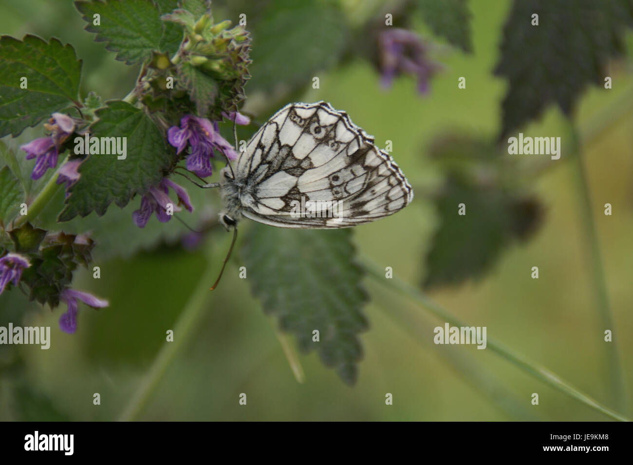 2014.06.22.120800 Melanargia galathea Osthofen Stock Photo