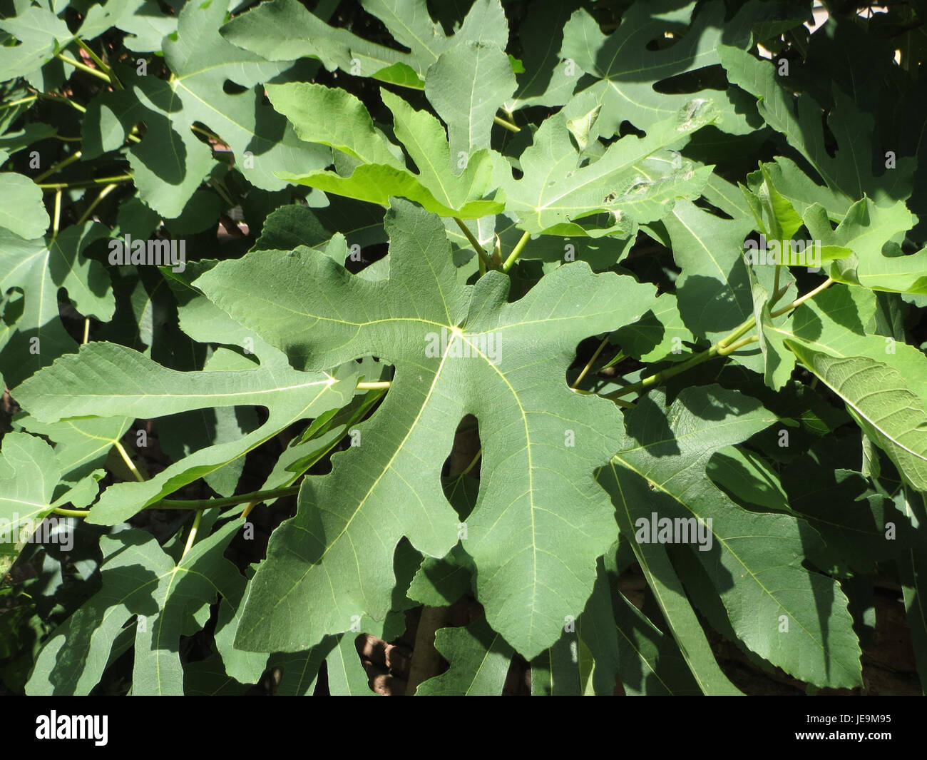 Native Ficus Ficus carica, commonly known as the common fig, is a deciduous tree ...
