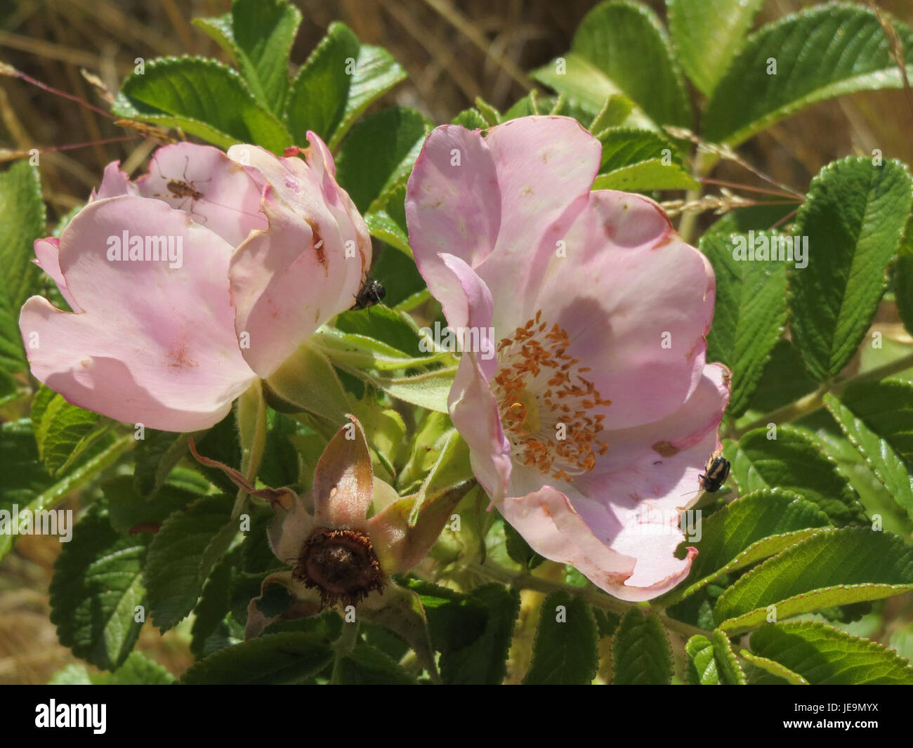 A photograph of Rosa rugosa, showing its characteristic pink flowers ...