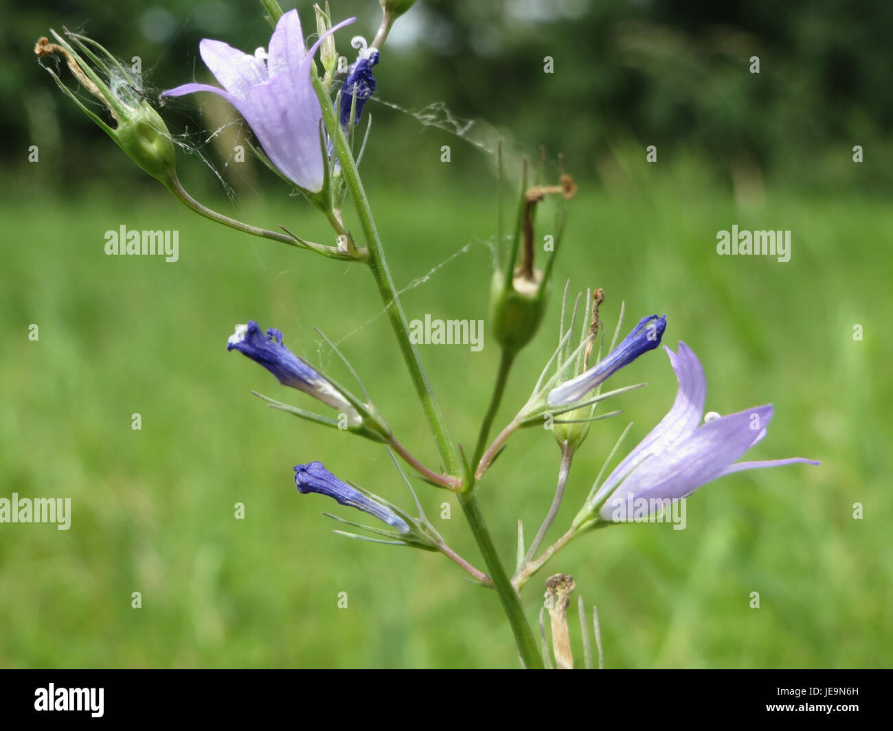 A photo of Campanula rapunculus, commonly known as rampion bellflower ...