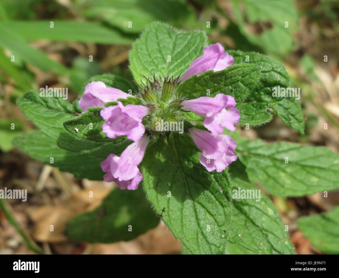 Clinopodium vulgare, also known as wild basil or horse mint, is a ...