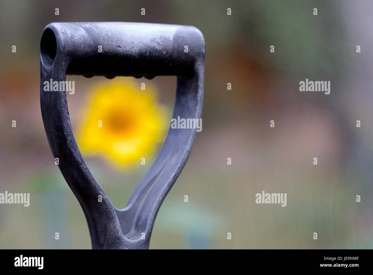2014-365-195 I Can See The Sun(flower) (14656120354) Stock Photo