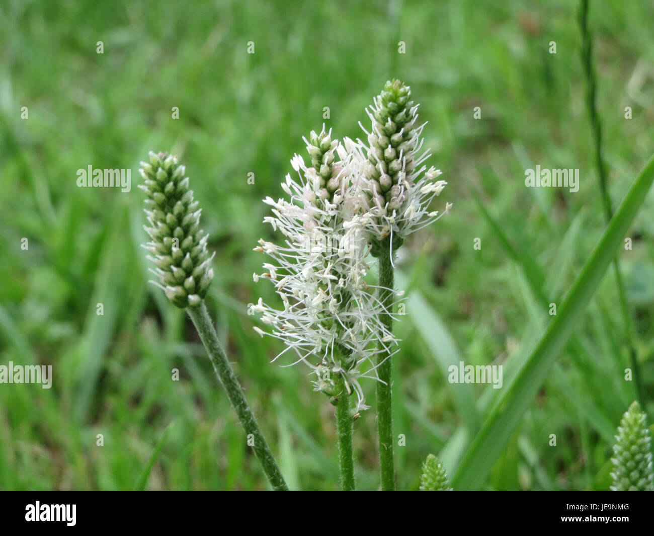 Flowering plant features broad leaves hi-res stock photography and ...