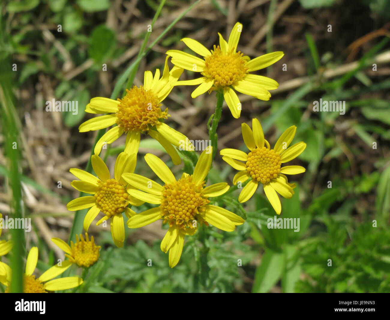 Jacobaea vulgaris, also known as common ragwort, is a plant species ...