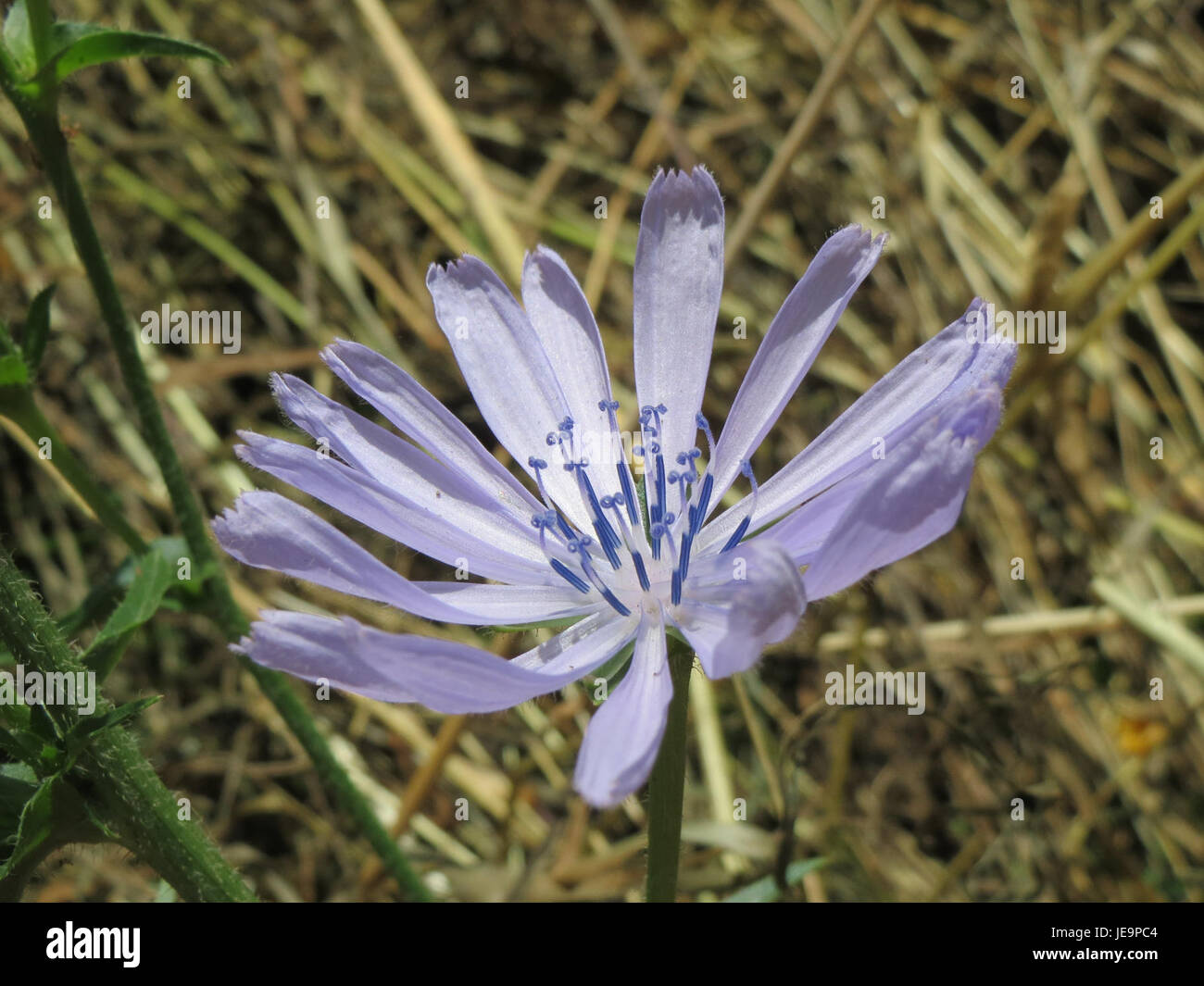 A photograph of Cichorium intybus, commonly known as chicory, taken on ...