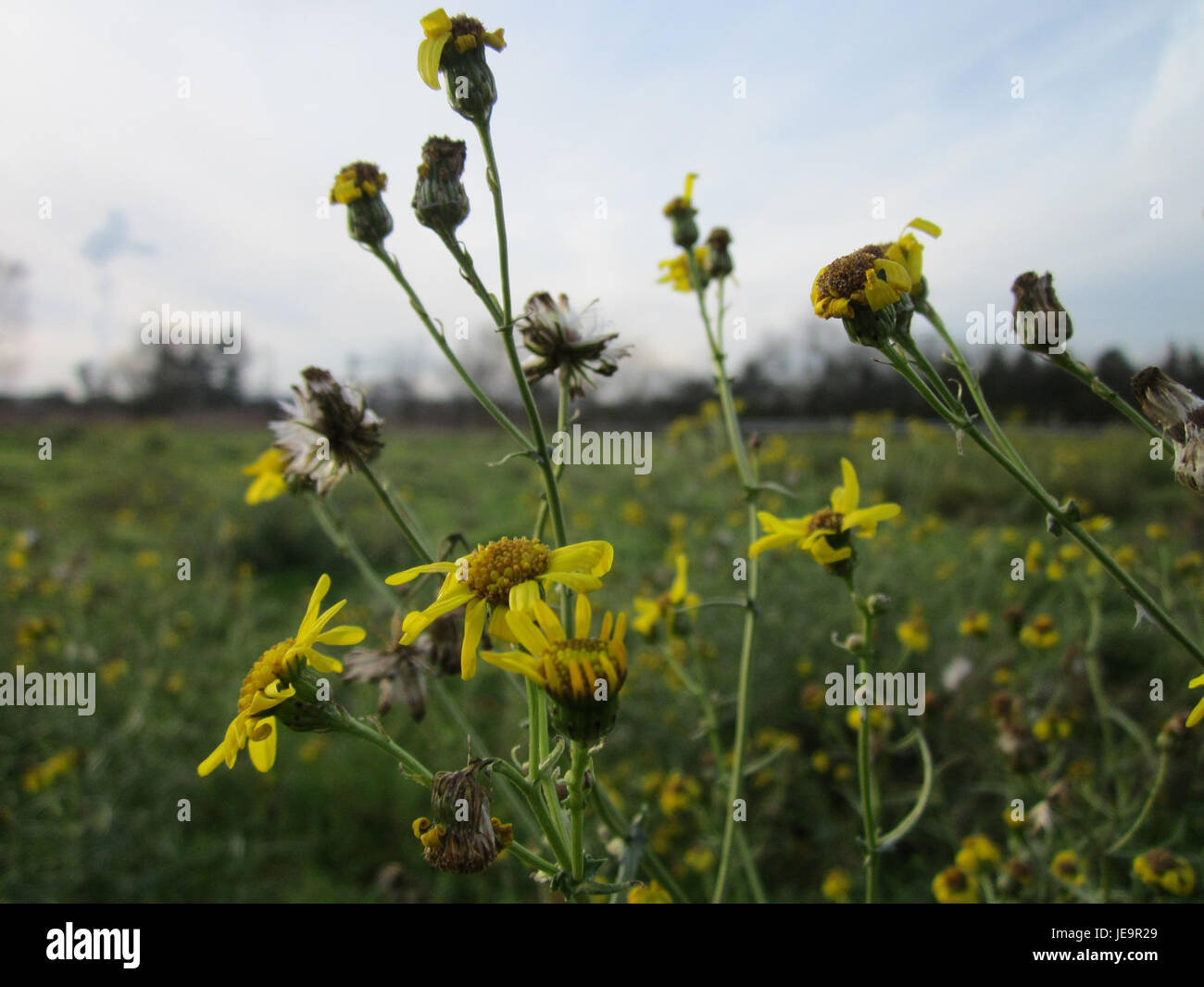 A photograph taken on December 1, 2012, of a field of ragwort ...