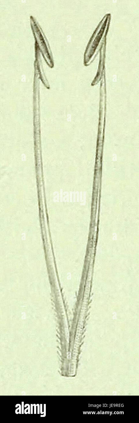An illustration from 'Die Natürlichen Pflanzenfamilien' (The Natural Plant Families) by Adolf Engler and Karl Prantl, depicting Hemiandra pungens with its unique monothecal stamens and elongated connective ending in a small lobe. Stock Photo