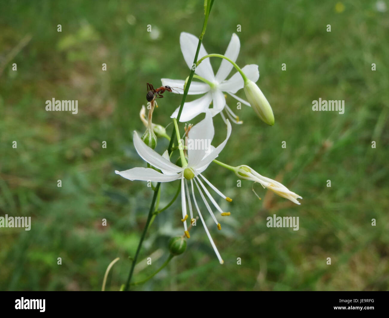 Anthericum ramosum, also known as branched star-of-Bethlehem, is a flowering plant native to Europe. It is recognized for its white flowers and grass-like foliage, commonly found in meadows and grassy areas. Stock Photo