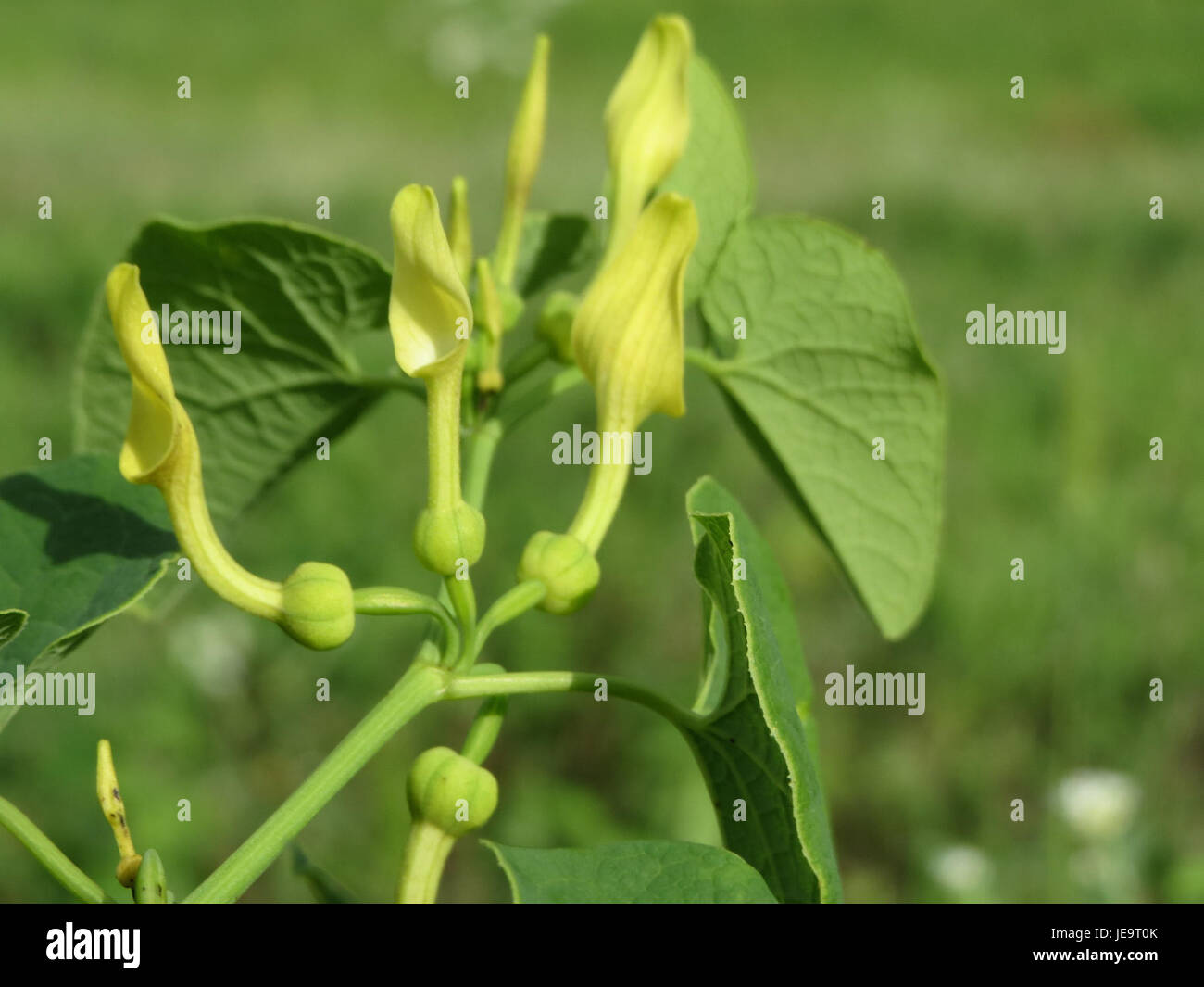 Aristolochia clematitis, commonly known as birthwort, is a flowering ...