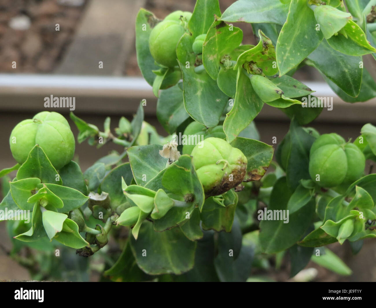 Mole plant euphorbia lathyris hi-res stock photography and images - Alamy
