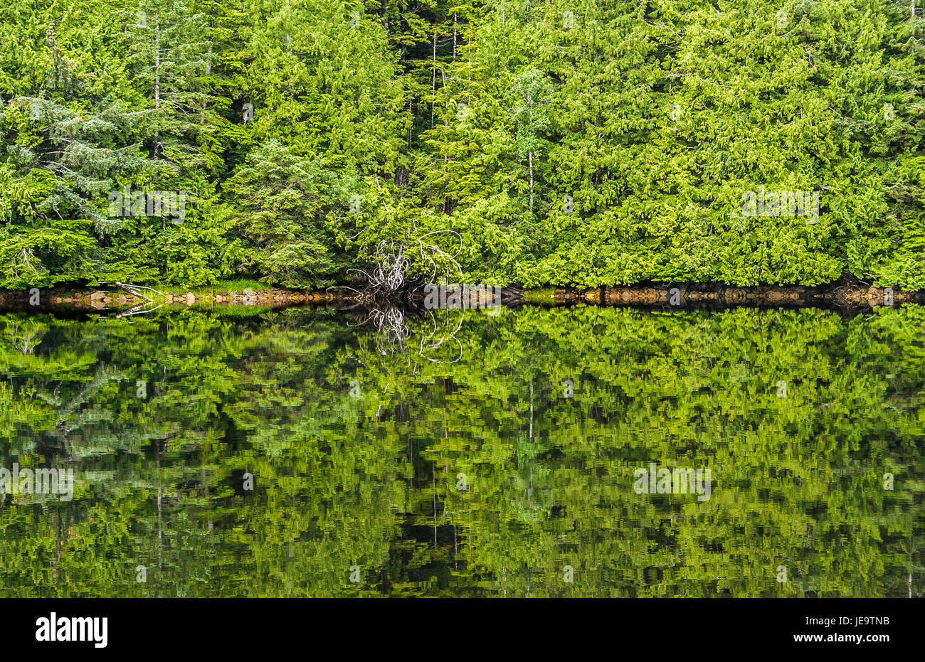 The forest and shoreline are mirrored in the water, with symmetric, totem-like reflections in this semi-abstract landscape. Stock Photo