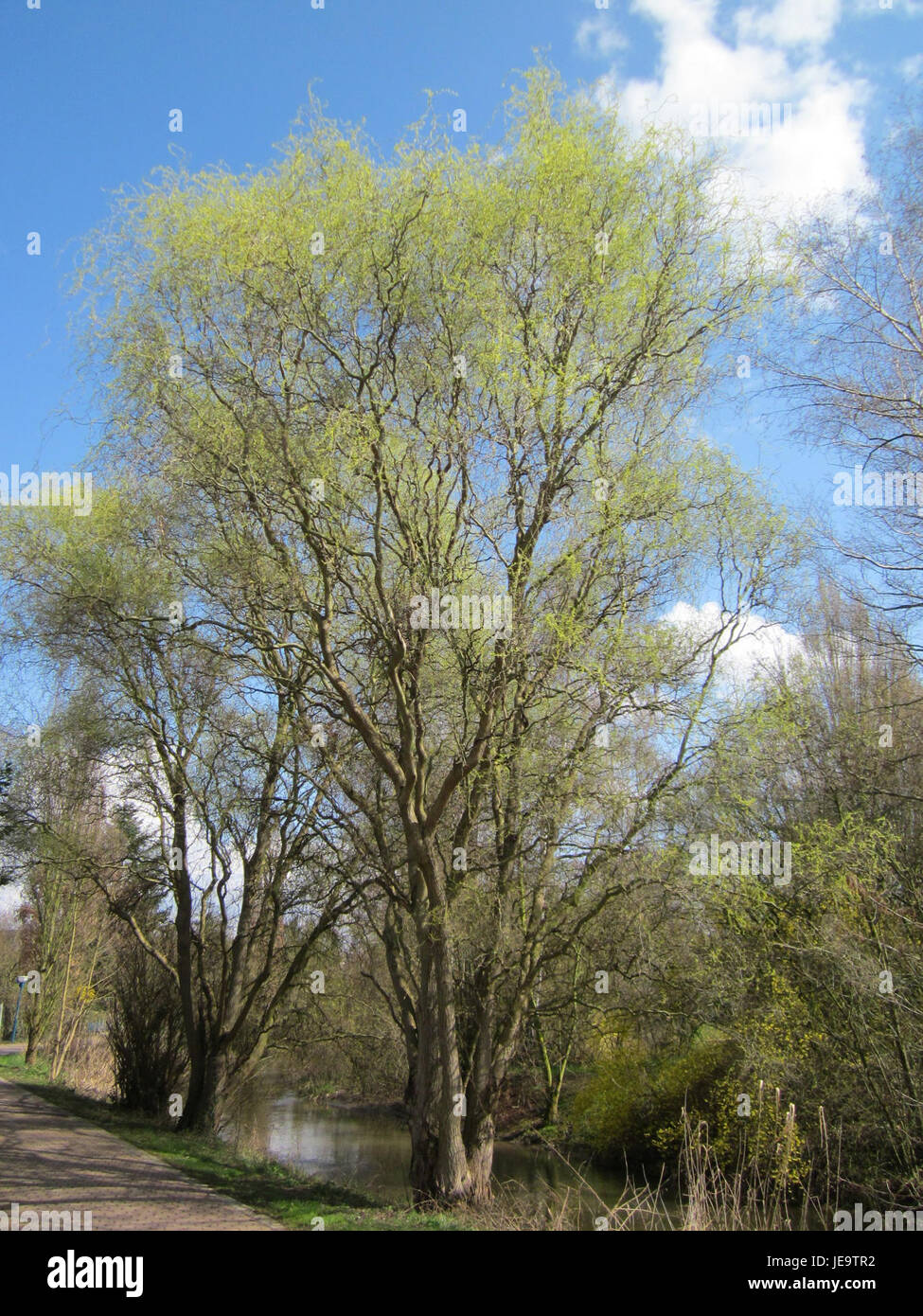 Twisted willow branches hi-res stock photography and images - Alamy