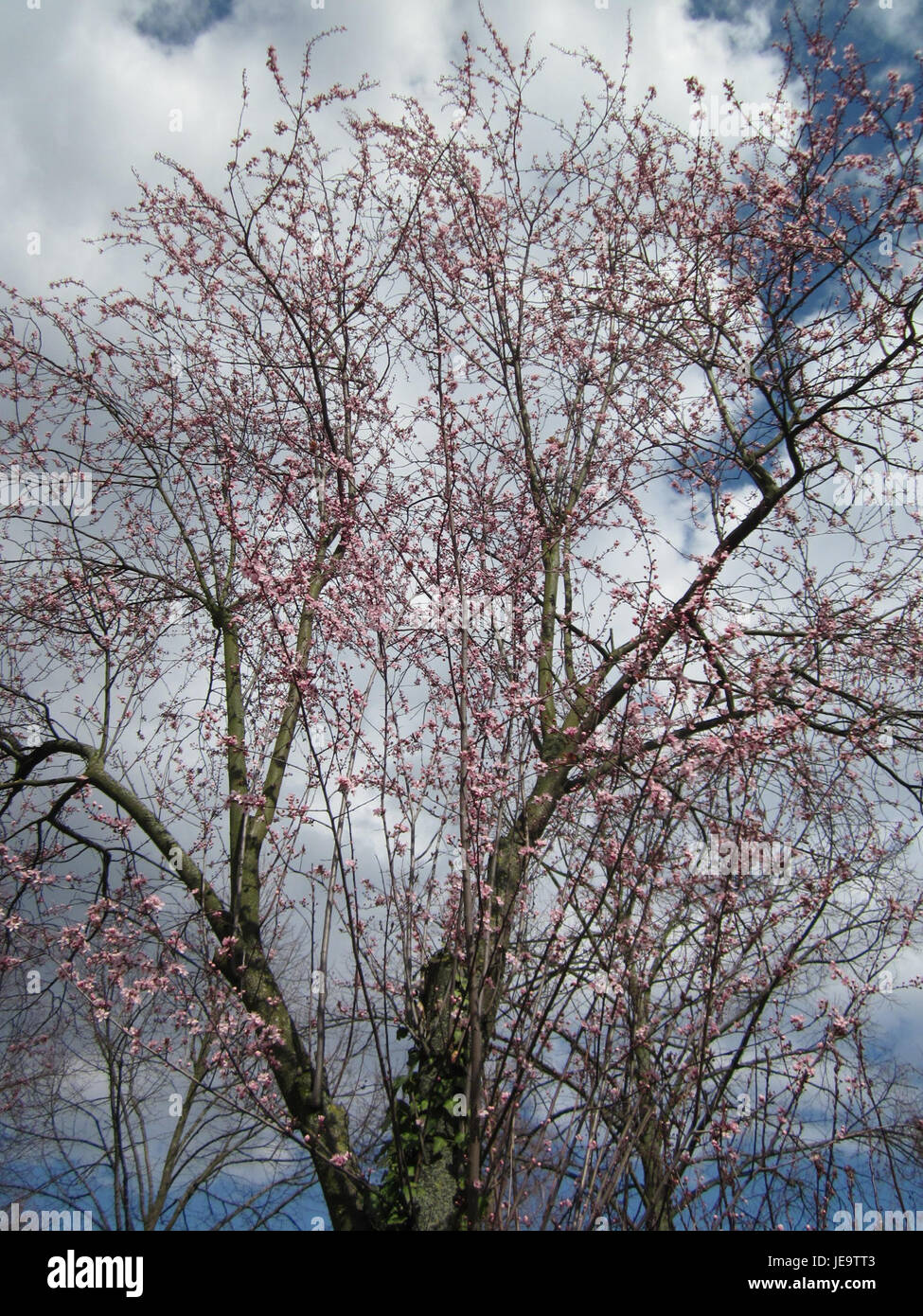 The image features the Kirschbaum Garden Exhibition Park in Hockenheim
