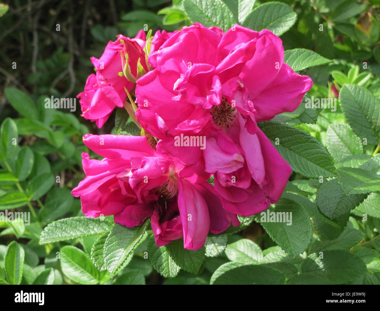 Fragrant Rugosa Roses Full shrub hi-res stock photography and images - Alamy
