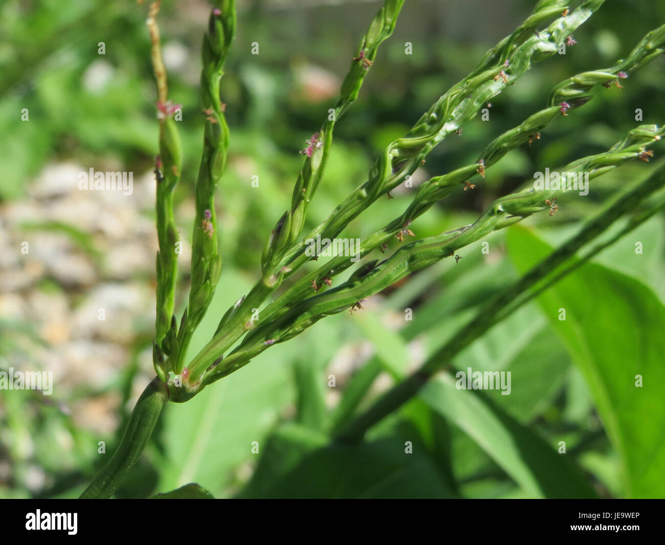 A photograph of Digitaria sanguinalis, commonly known as crabgrass ...