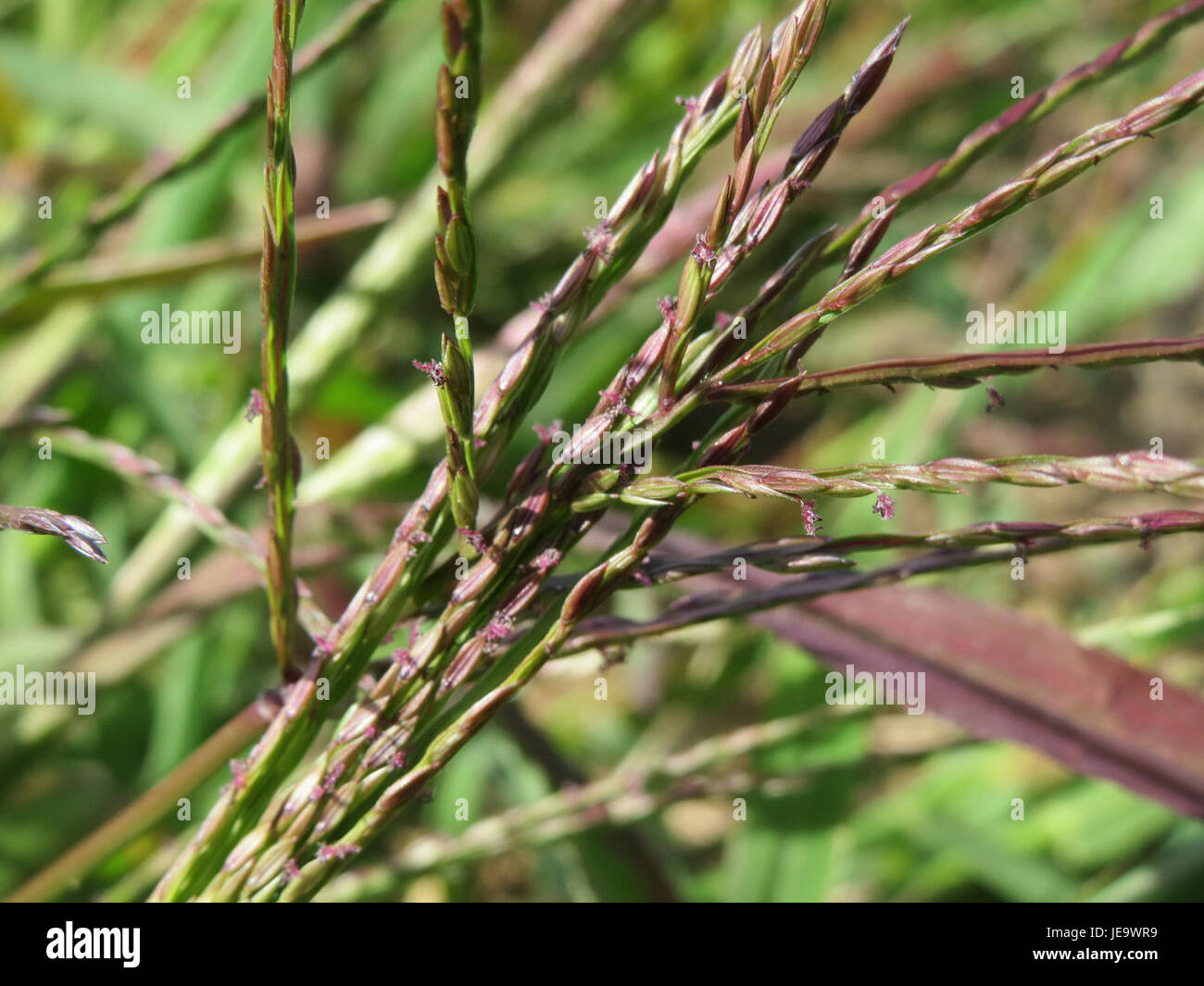 digitaria-sanguinalis-commonly-known-as-crabgrass-is-a-species-of