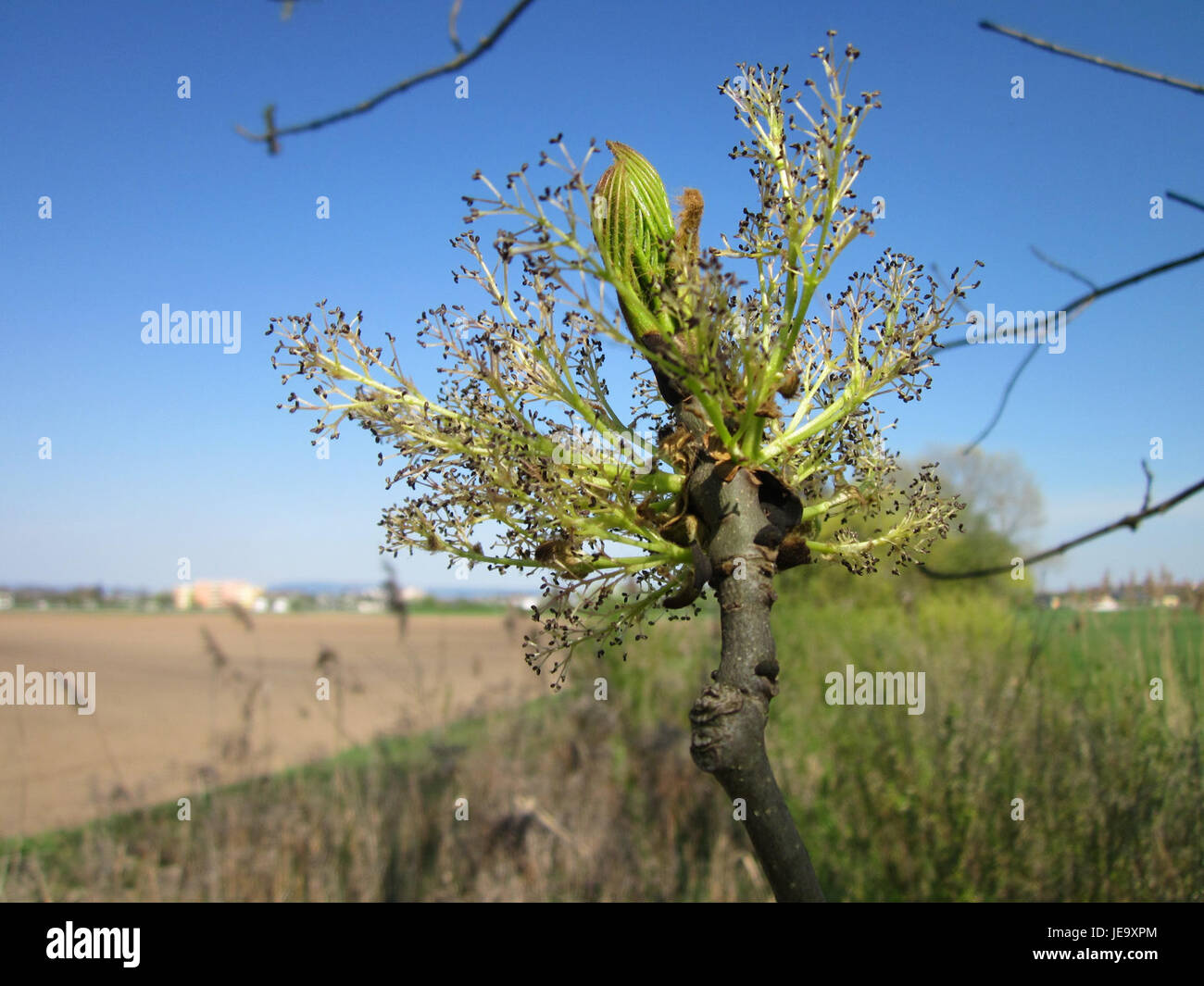 Showcasing robust green leaves hi-res stock photography and images - Alamy