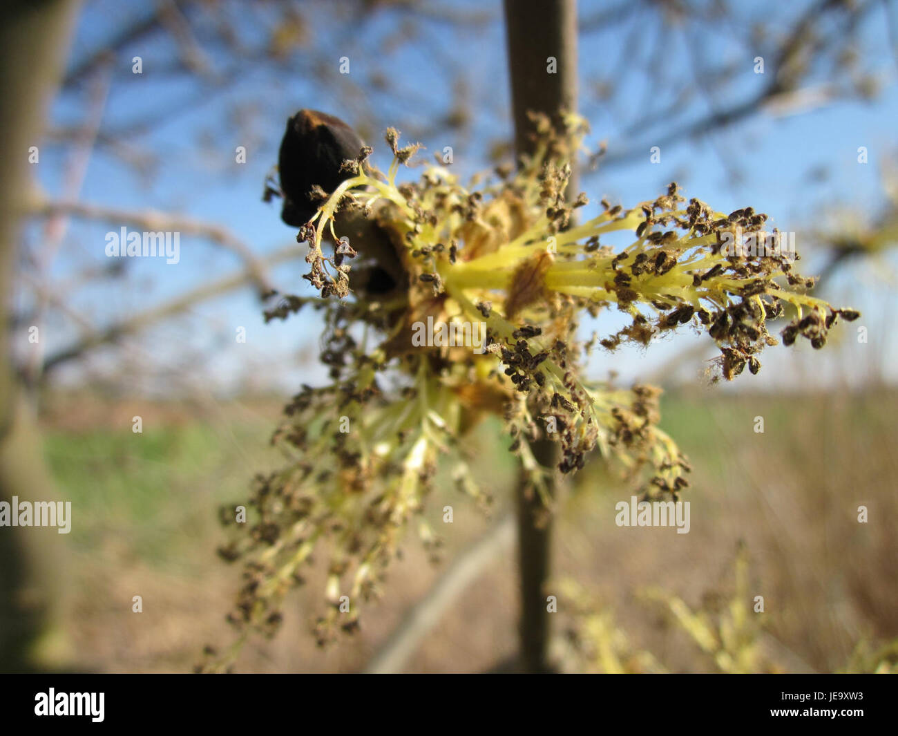 A photograph of Esche (Fraxinus excelsior), commonly known as European ...