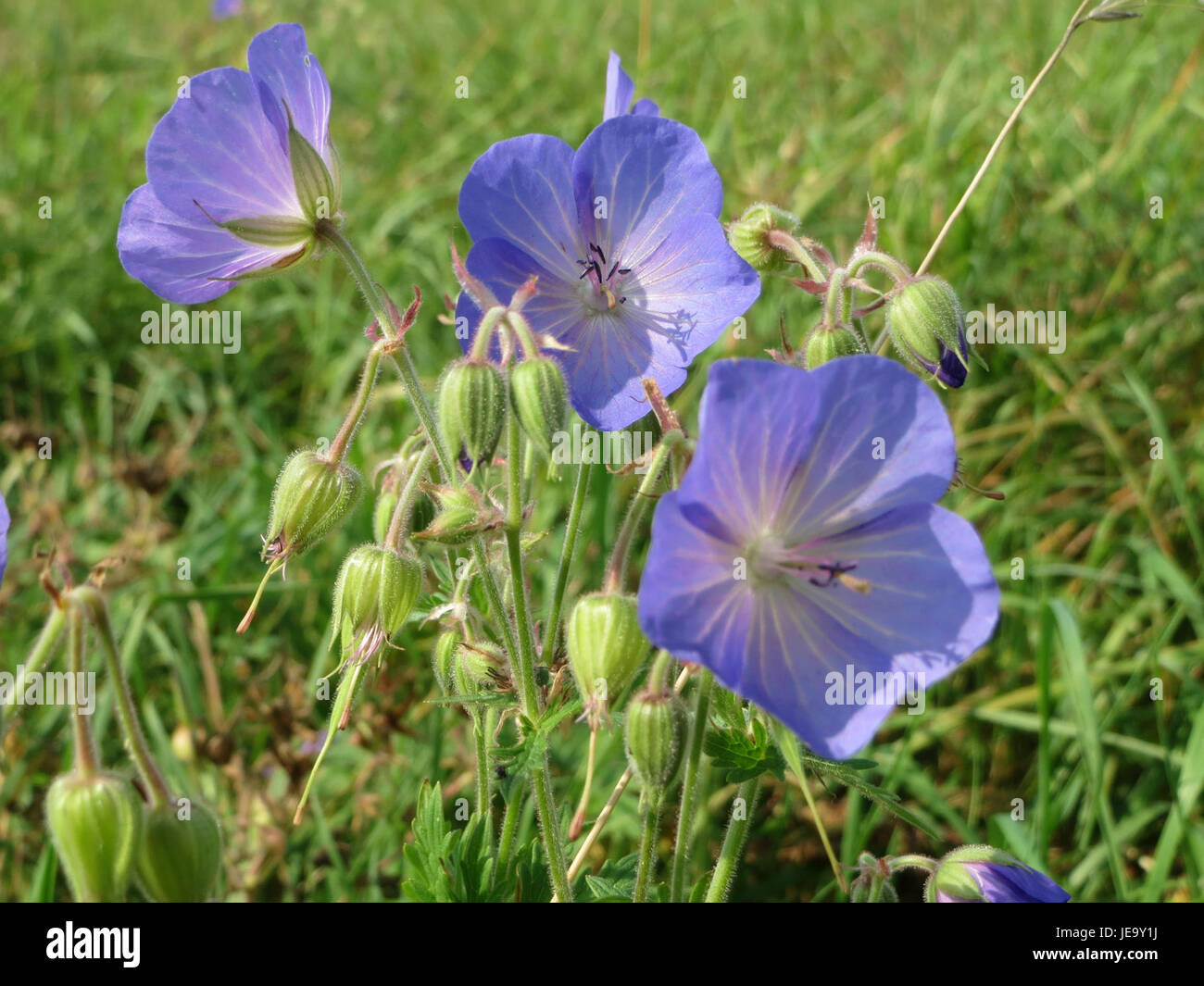 *Geranium pratense*, also known as meadow geranium, is a perennial ...