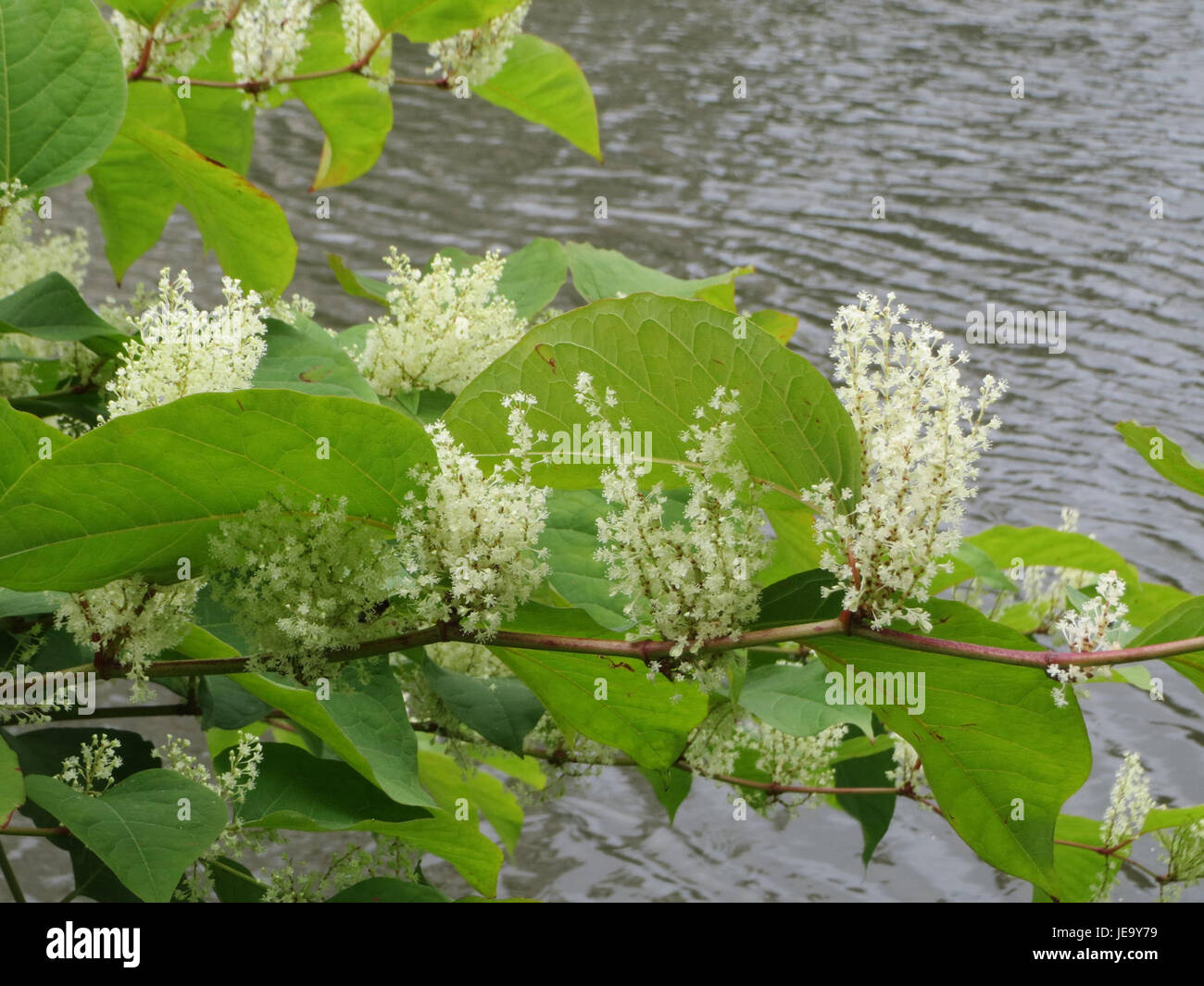 Fallopia japonica japanese knotweed hi-res stock photography and images ...