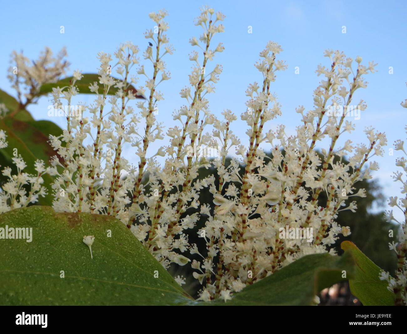 Fallopia japonica, also known as Japanese knotweed, is an invasive ...