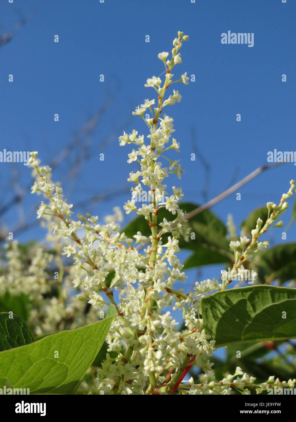 Invasive in east asia hi-res stock photography and images - Alamy