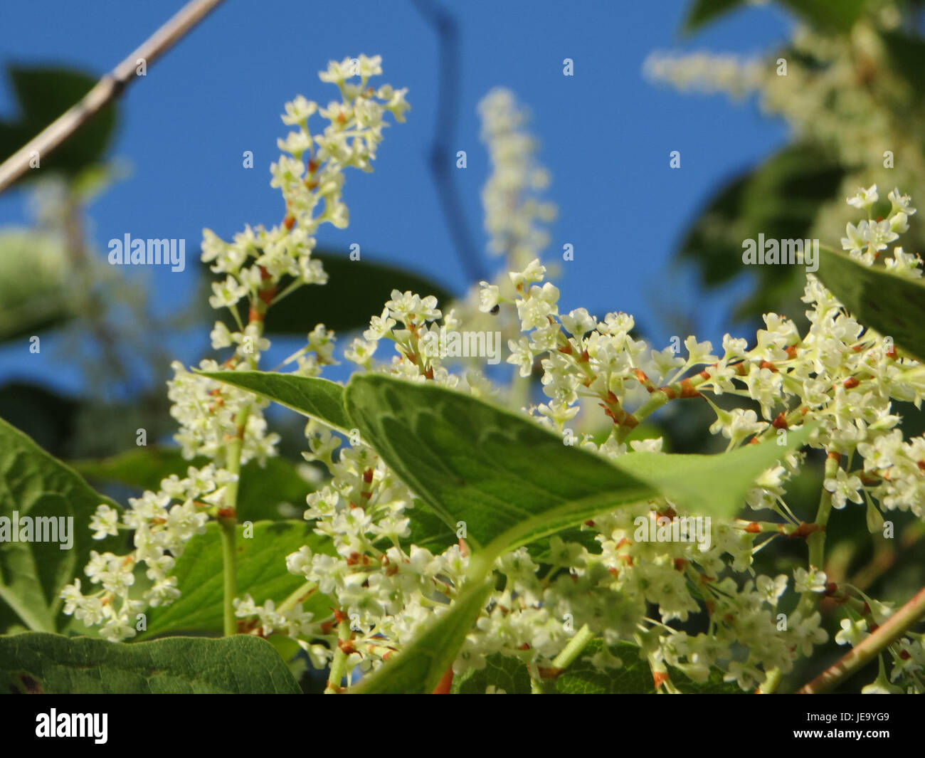 A photo of Fallopia japonica, also known as Japanese knotweed, taken on ...