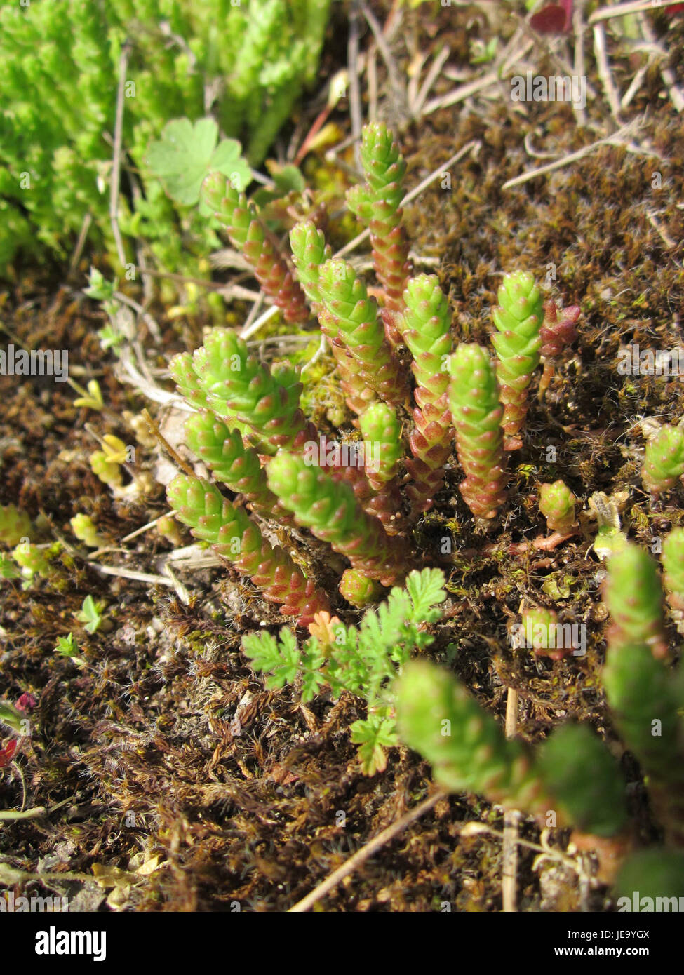 A closer look at Native Succulent Green Roof Drought