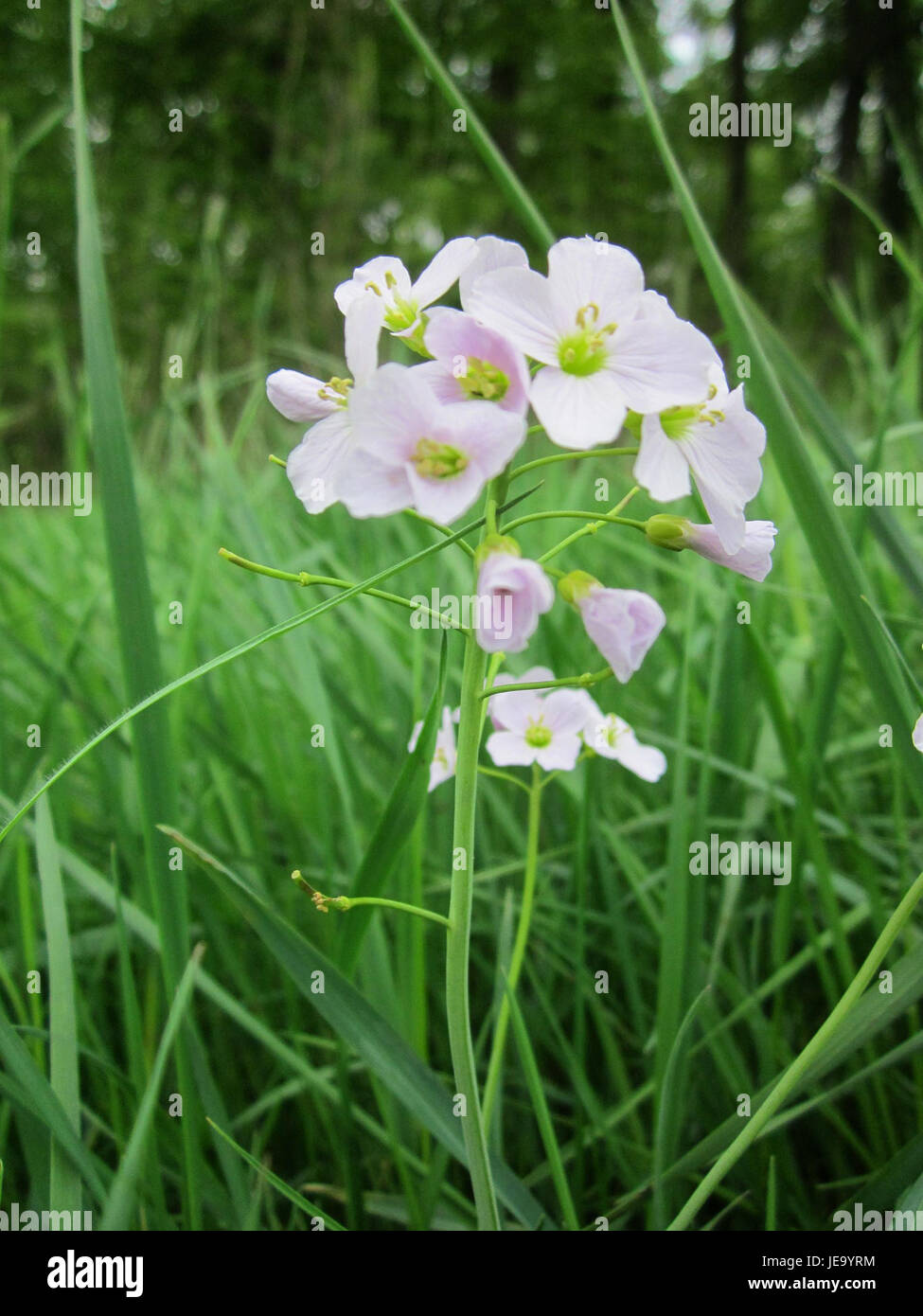 A botanical image of Wiesenschaumkraut (Cardamine pratensis), also ...