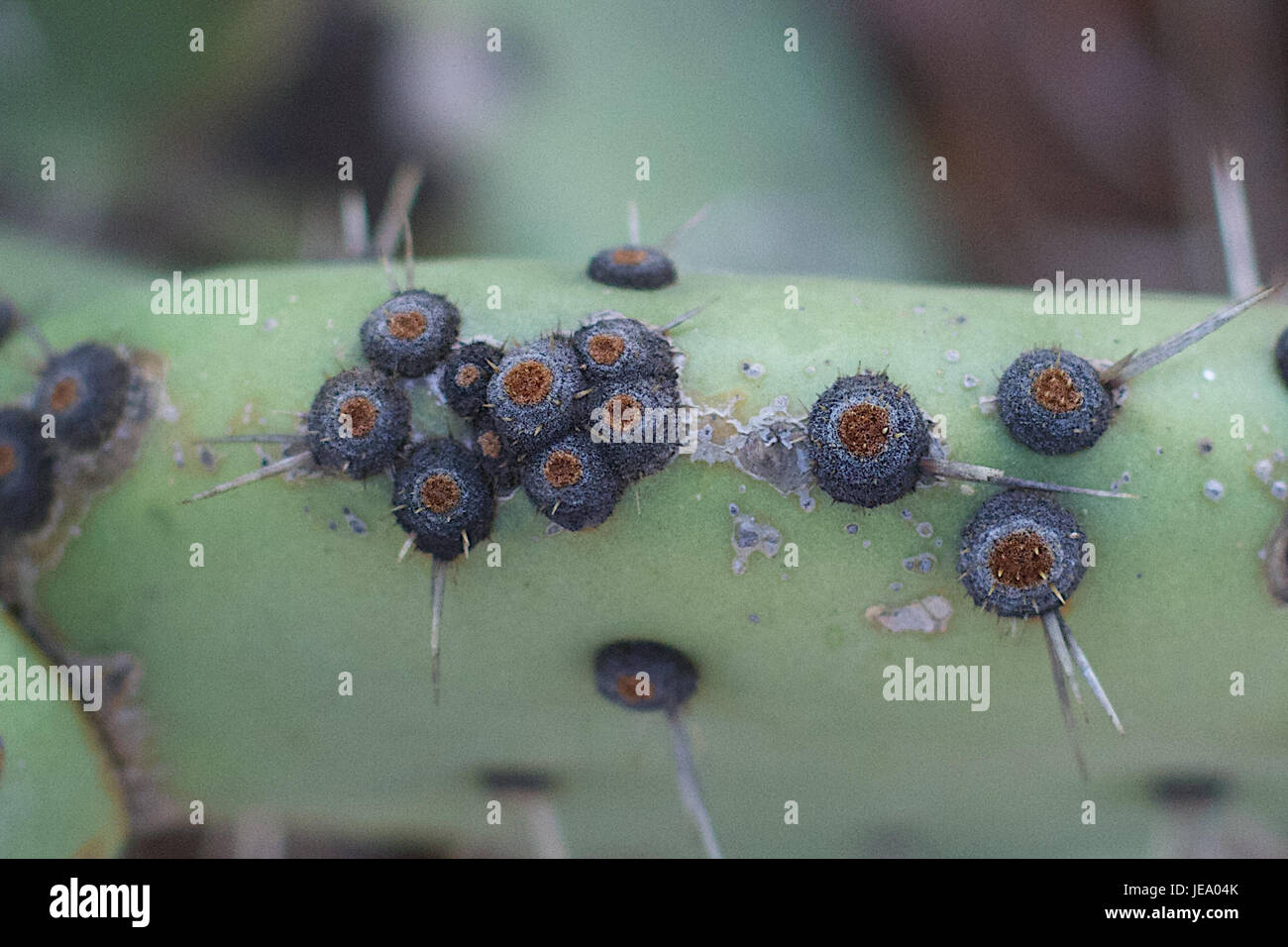 2014-365-263 More to a Cactus Than a Bunch of Needles (15304951495) Stock Photo