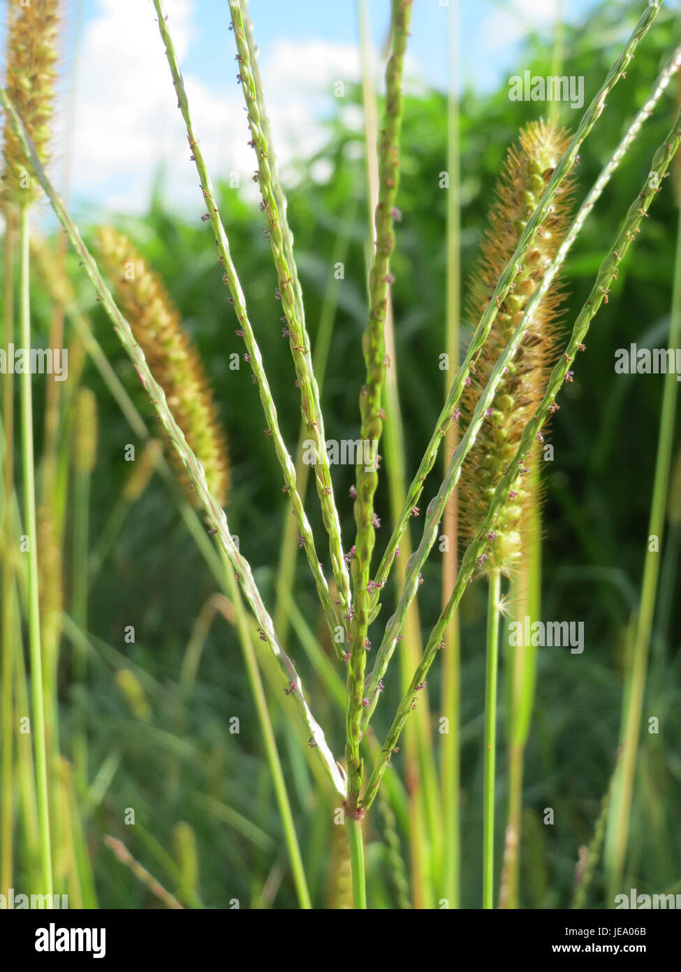 A photograph of Digitaria sanguinalis, also known as crabgrass, taken ...