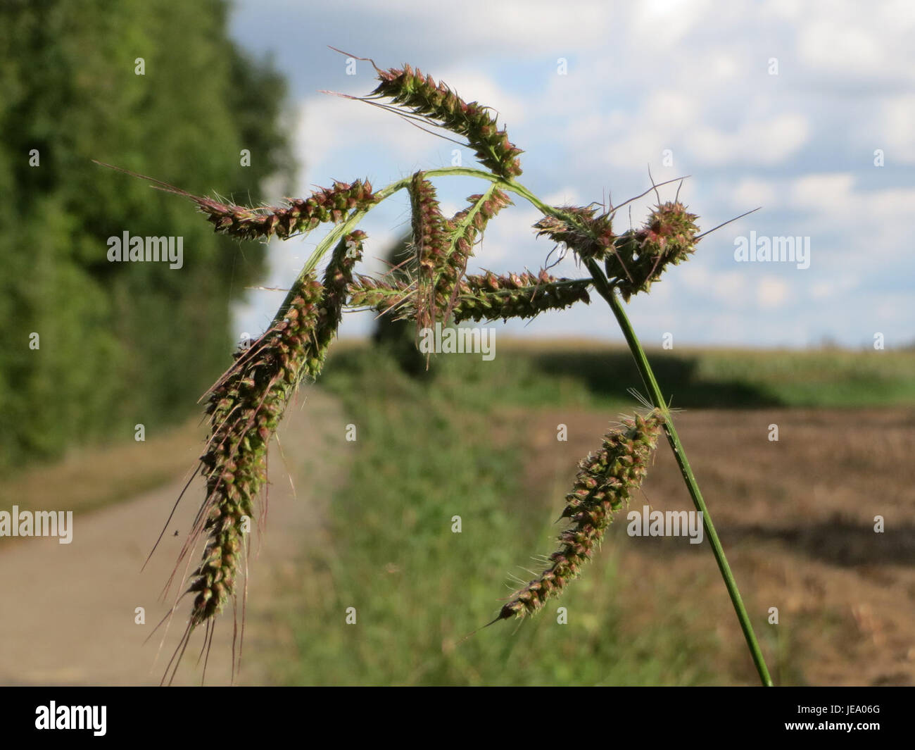 Echinochloa crus-galli, commonly known as barnyard grass, is ...