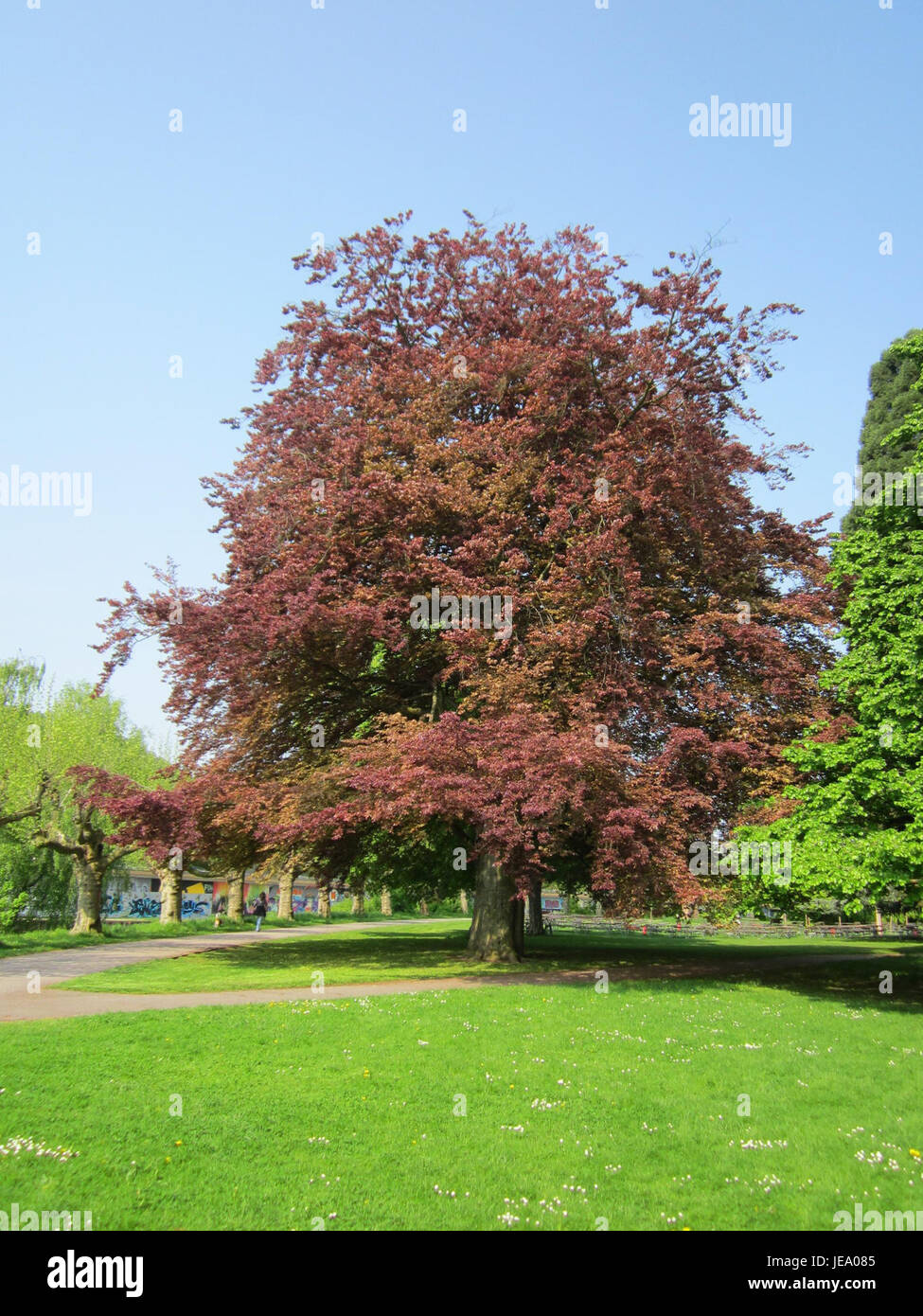 The image captures a Blutbuche tree located in Staden, known for its ...