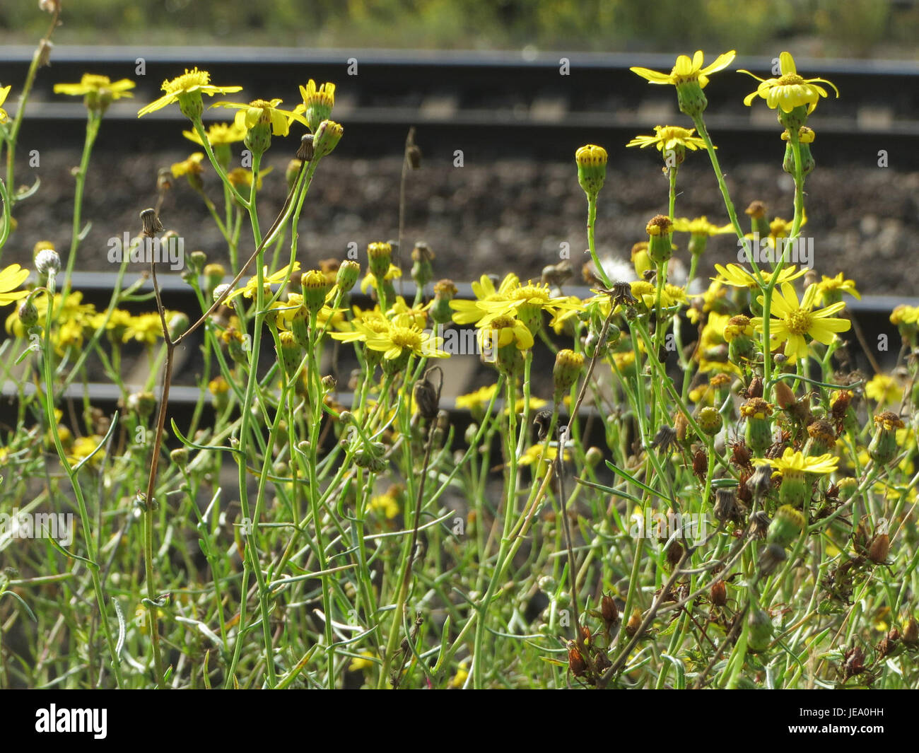 Senecio inaequidens invasive plant hi-res stock photography and images ...