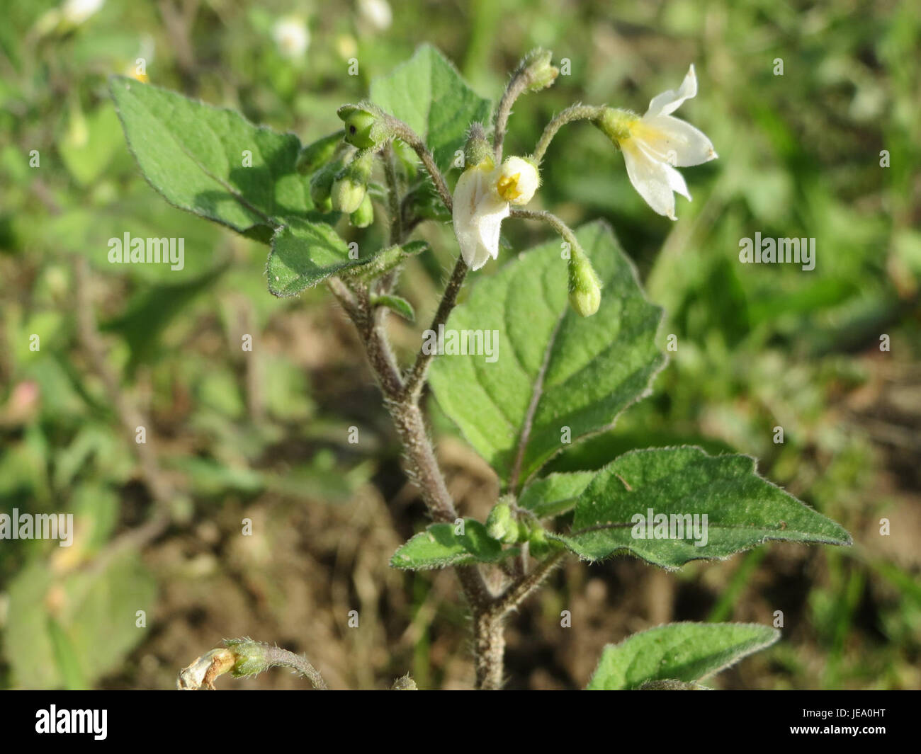Black nightshade flowers solanum nigrum hi-res stock photography and ...
