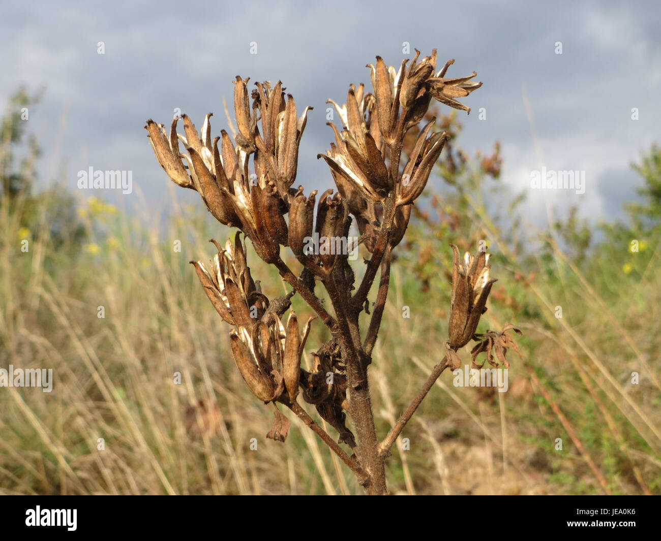 Oenothera biennis, commonly known as evening primrose, is a flowering plant native to North America. Known for its yellow blooms, it has medicinal uses, particularly for its oil, which is rich in omega-6 fatty acids, often used for skin care and hormonal balance. Stock Photo