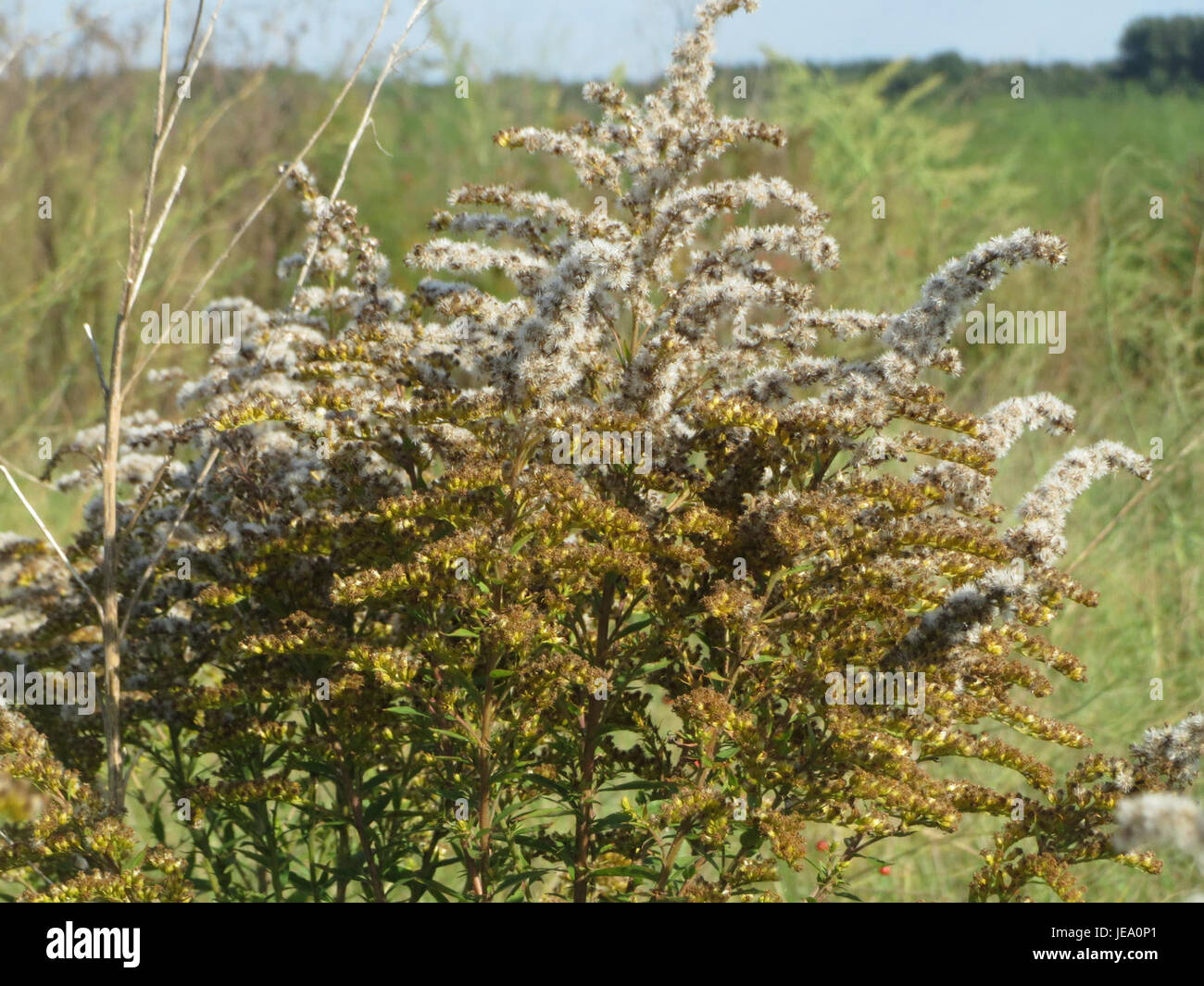 *Solidago canadensis*, commonly known as Canada goldenrod, is a perennial plant native to North America. Captured on September 26, 2014, this plant is recognized for its bright yellow flower spikes and its role in local ecosystems. Stock Photo