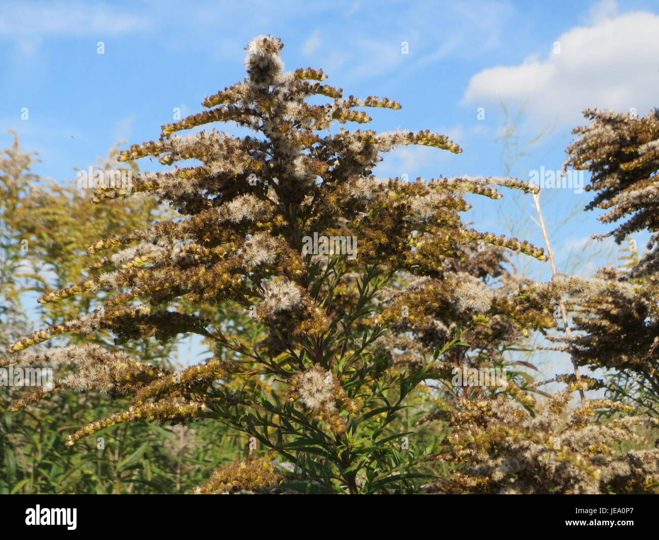A photograph of Solidago canadensis, commonly known as Canadian goldenrod, taken on September 26, 2014. This plant is known for its bright yellow flowers and its widespread presence in North America. Stock Photo
