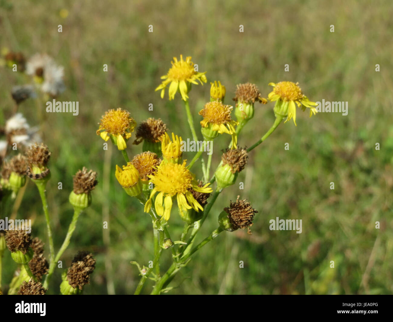 Jacobaea vulgaris, commonly known as ragwort, is a flowering plant ...