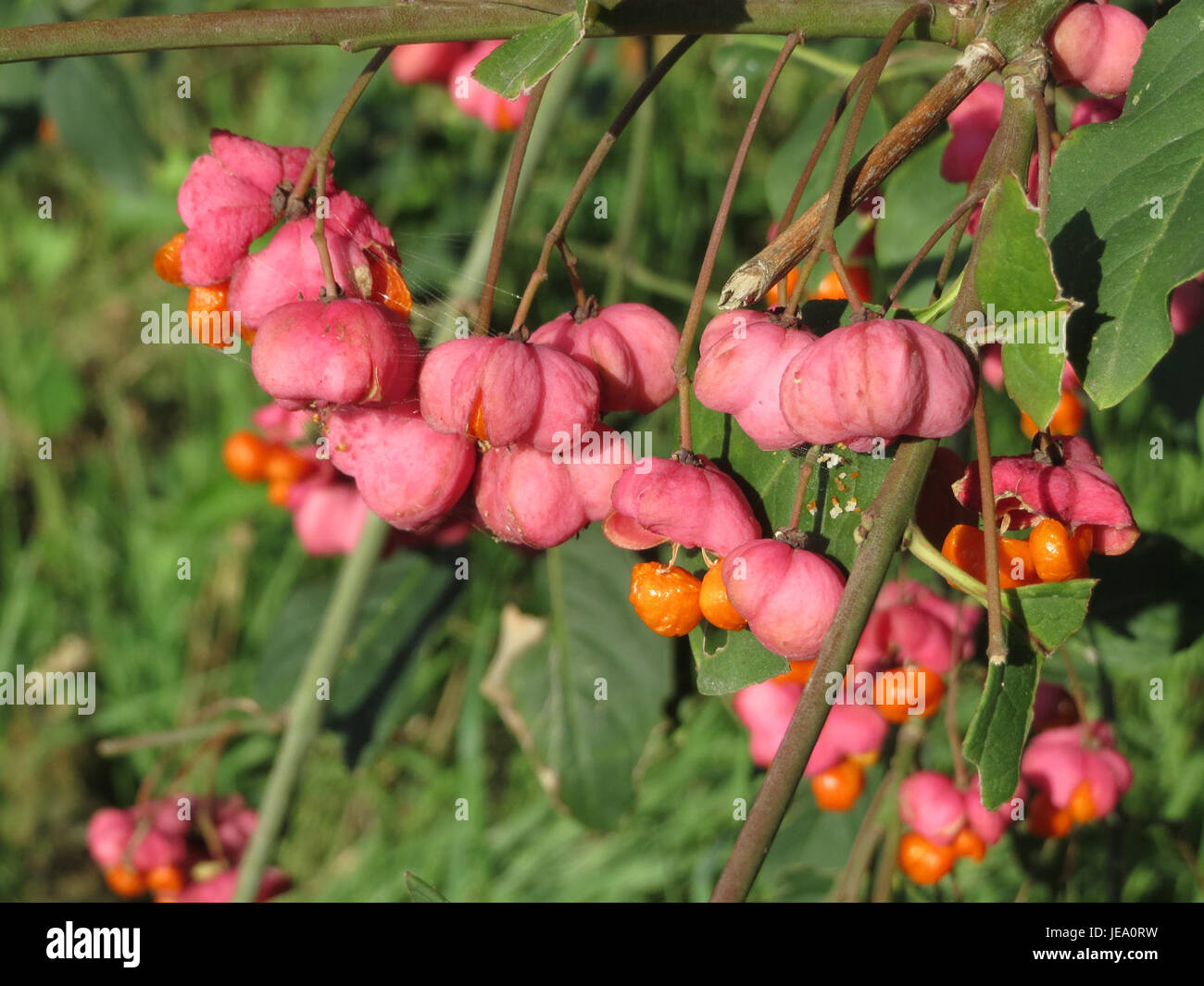 A photograph taken on September 26, 2014, showing Euonymus europaeus, commonly known as spindle tree, known for its bright red fruits and ornamental foliage in autumn. Stock Photo