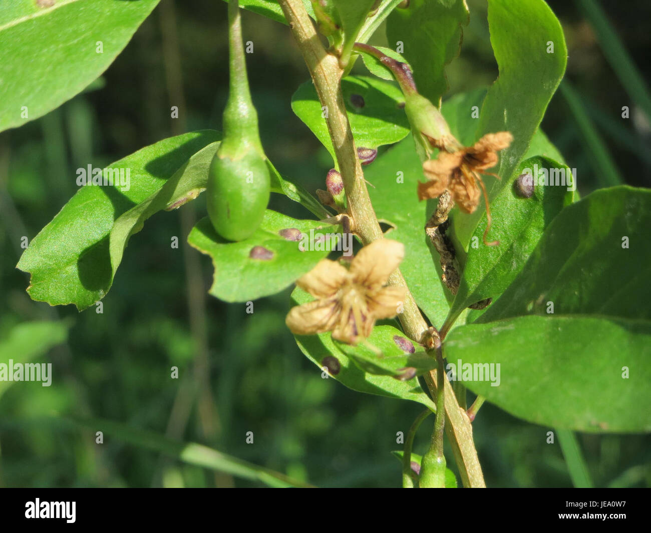 Lycium barbarum, commonly known as Goji berry, observed on September 26, 2014, is a fruit-bearing shrub known for its health benefits. This plant is cultivated for its edible red berries, which are rich in antioxidants and nutrients. Stock Photo