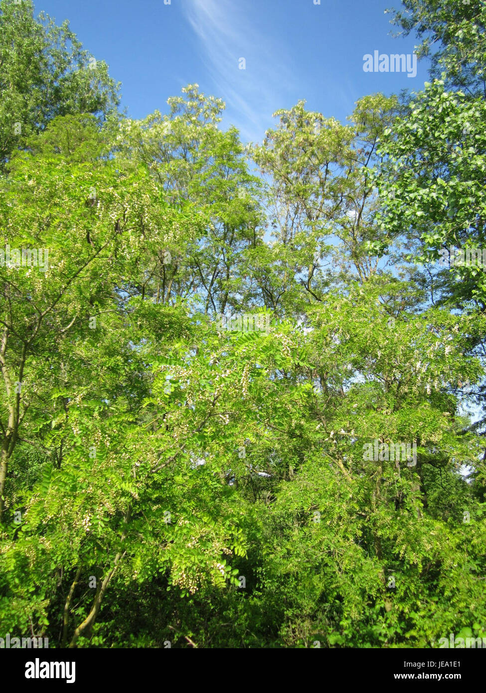 Black locust tree in bloom hi-res stock photography and images - Alamy