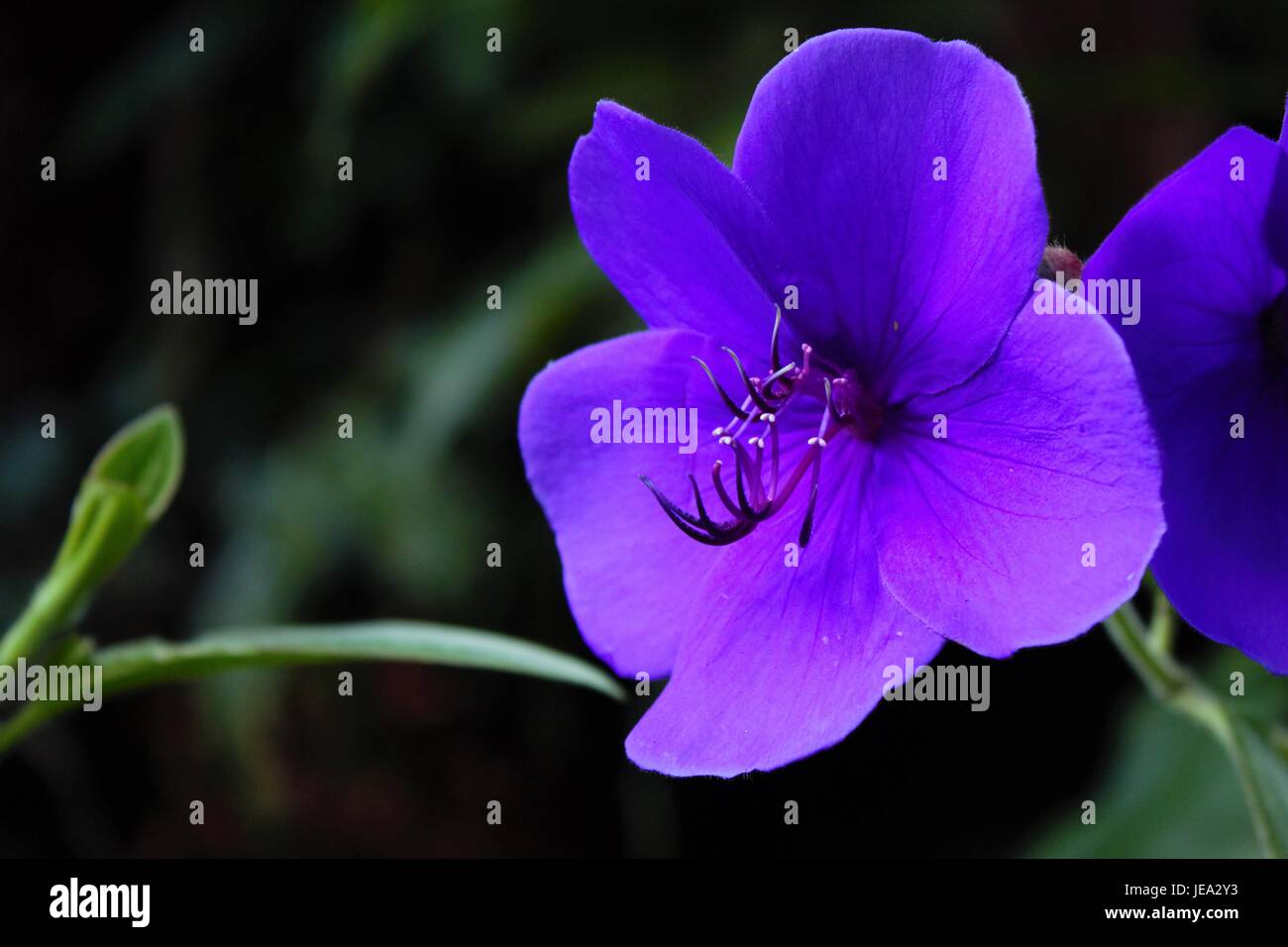 Purple flower with five petals hires stock photography and images Alamy