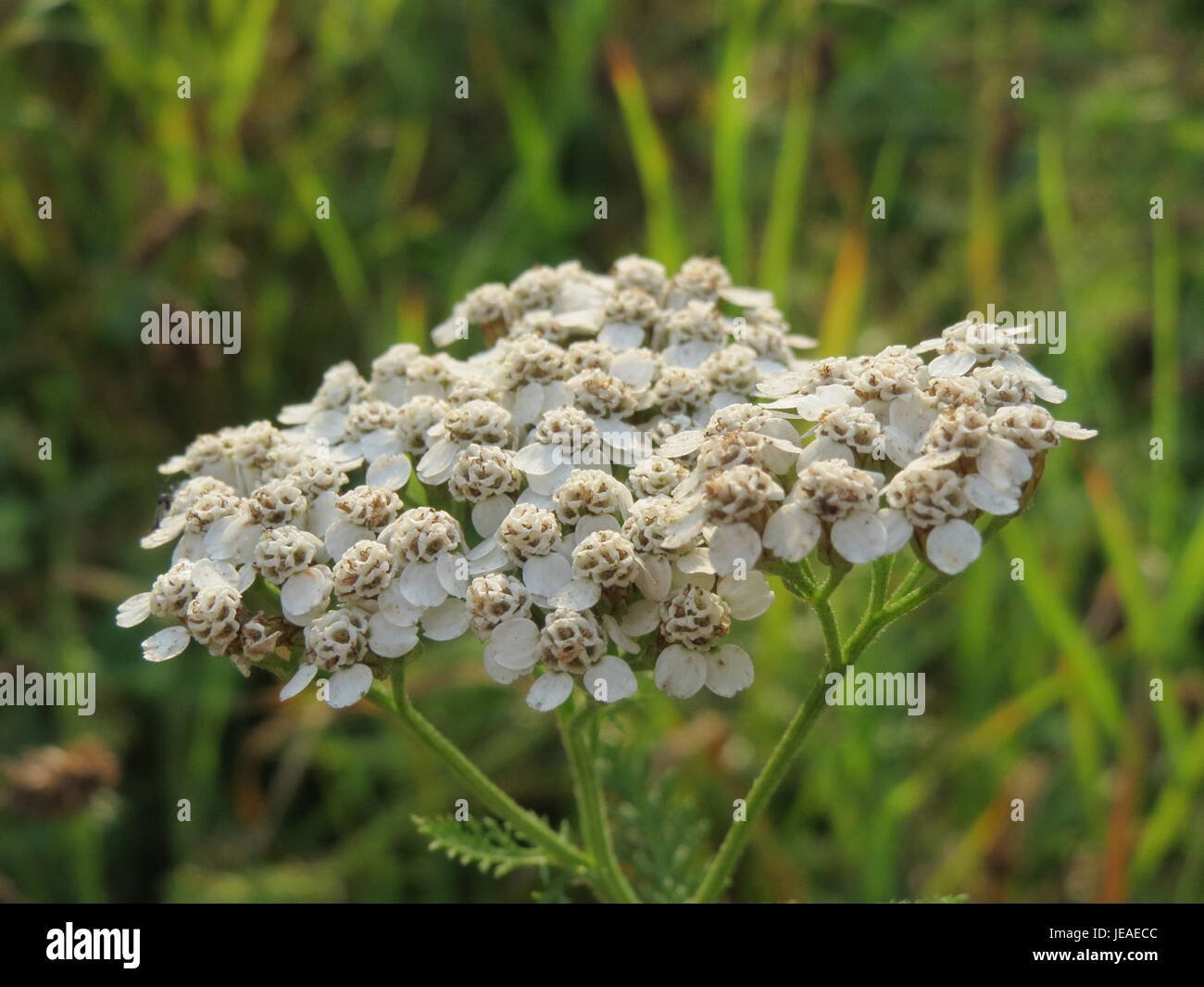Achillea millefolium, commonly known as yarrow, is a perennial herb ...