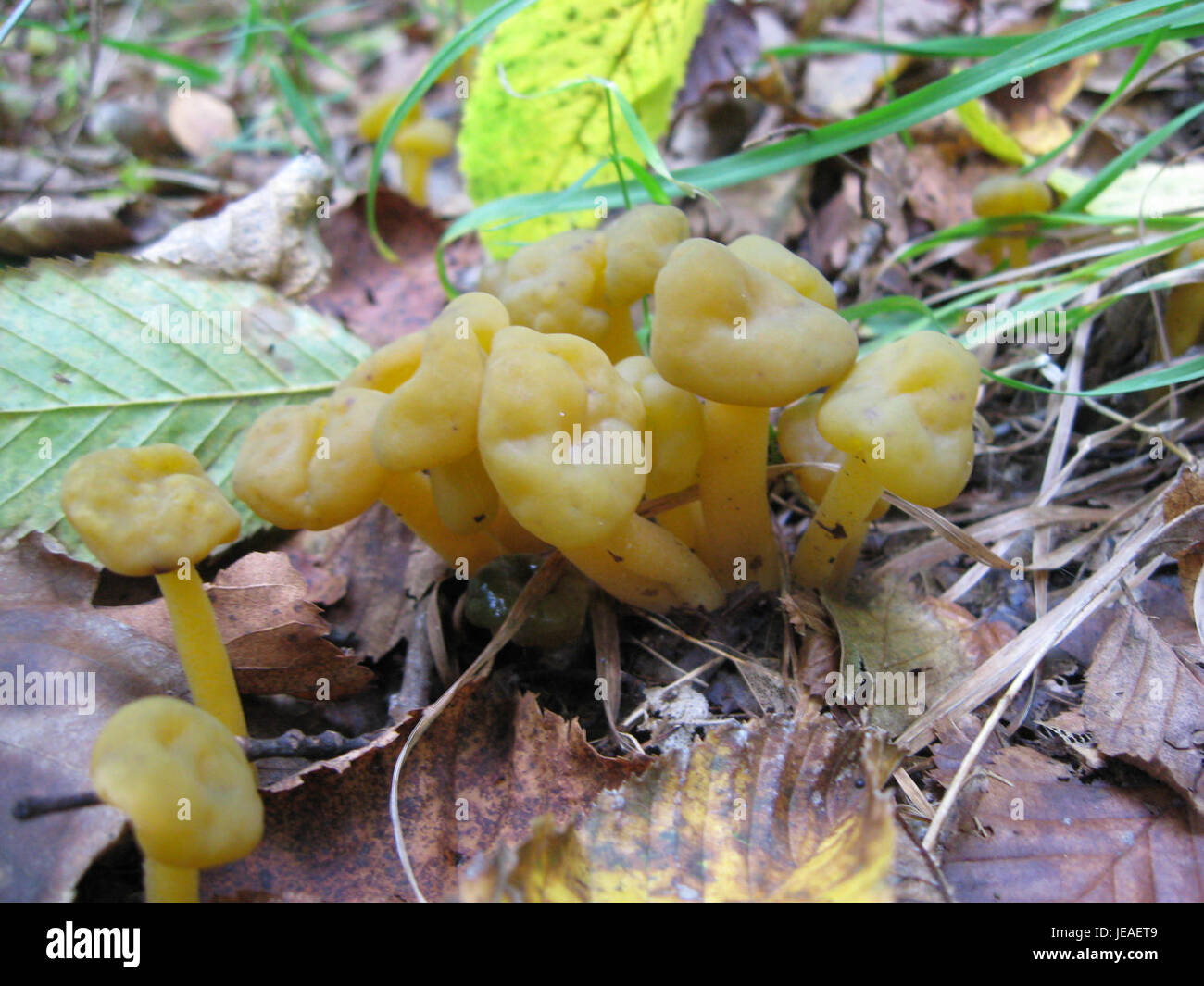 Fieldwork report hi-res stock photography and images - Alamy