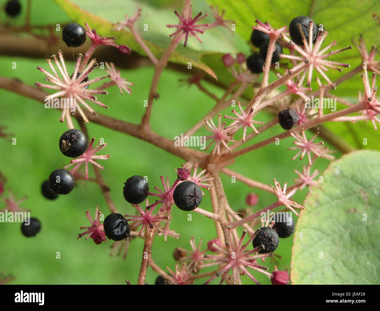 Aralia elata angelica tree hi-res stock photography and images - Alamy
