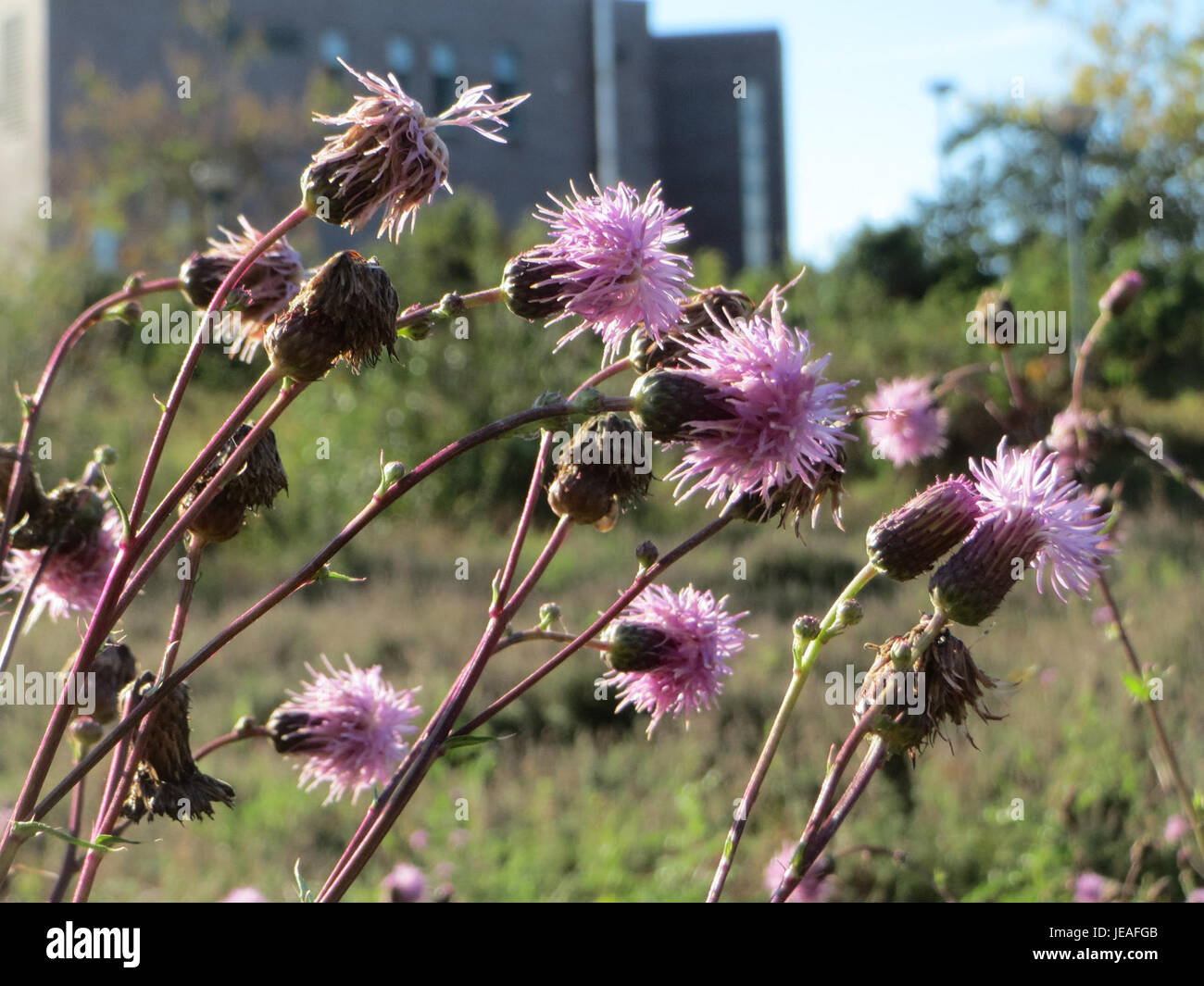 cirsium-arvense-commonly-known-as-creeping-thistle-is-a-species-of